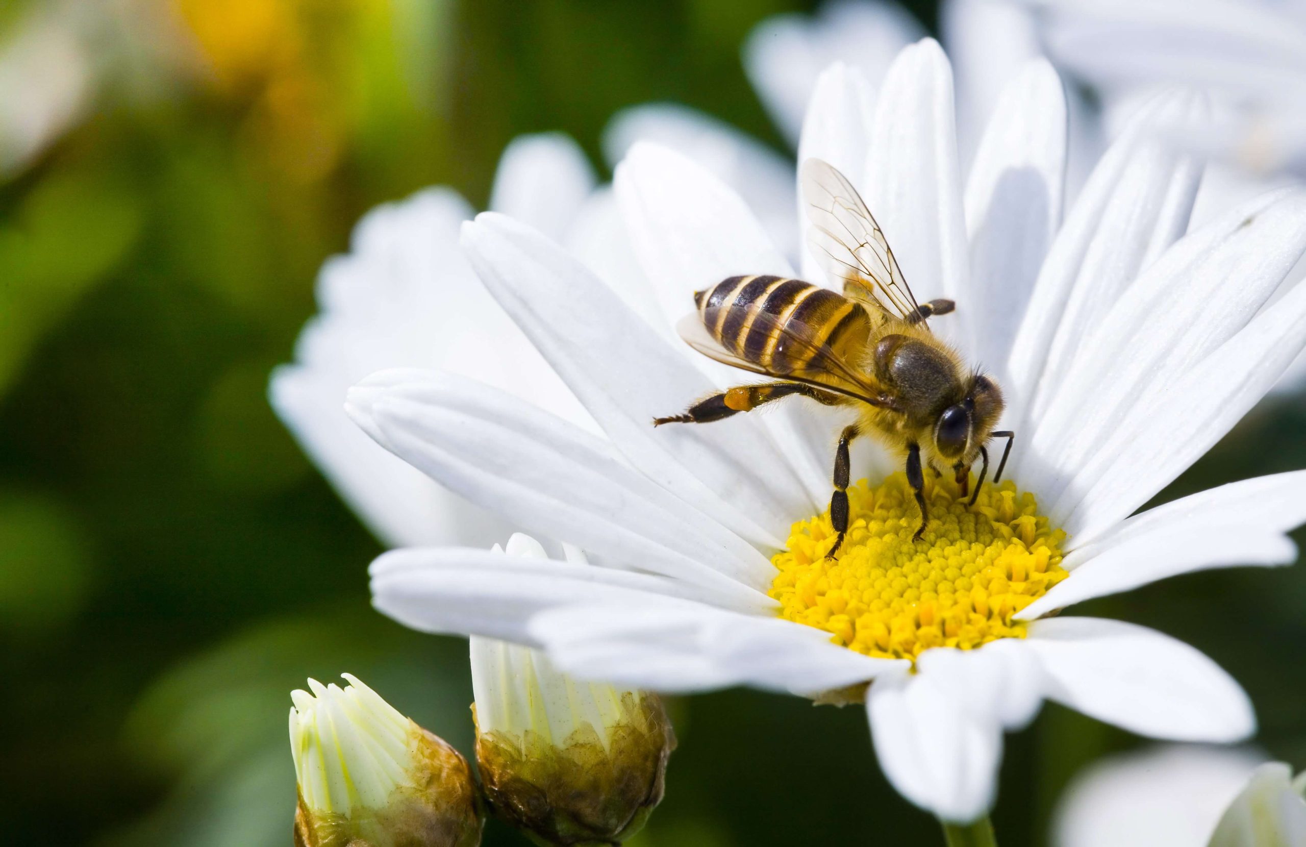 Fakta Menarik tentang Lebah Madu￼