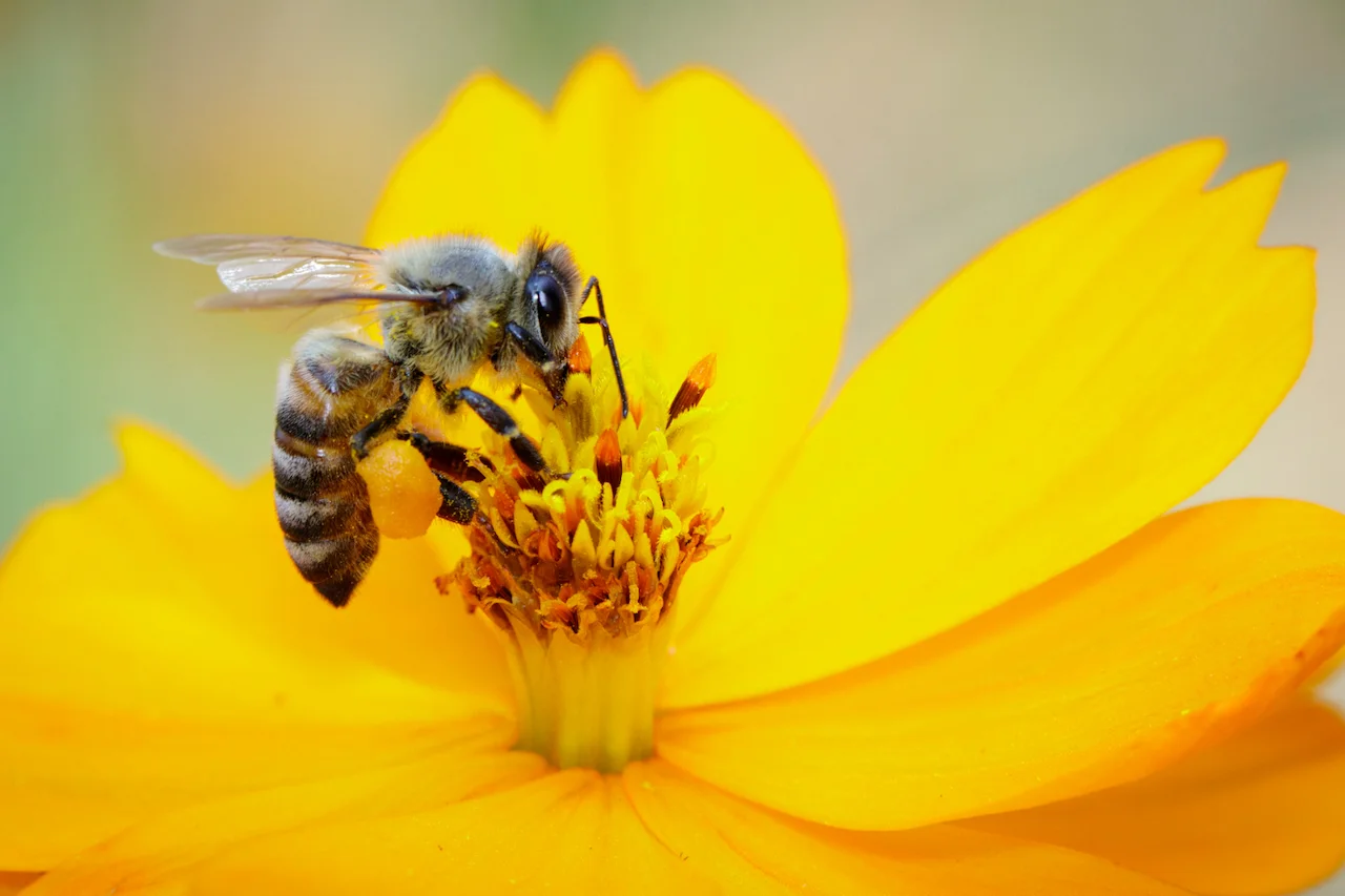 Ternyata Lebah Madu di Indonesia Beragam. Apa Saja di Antaranya?